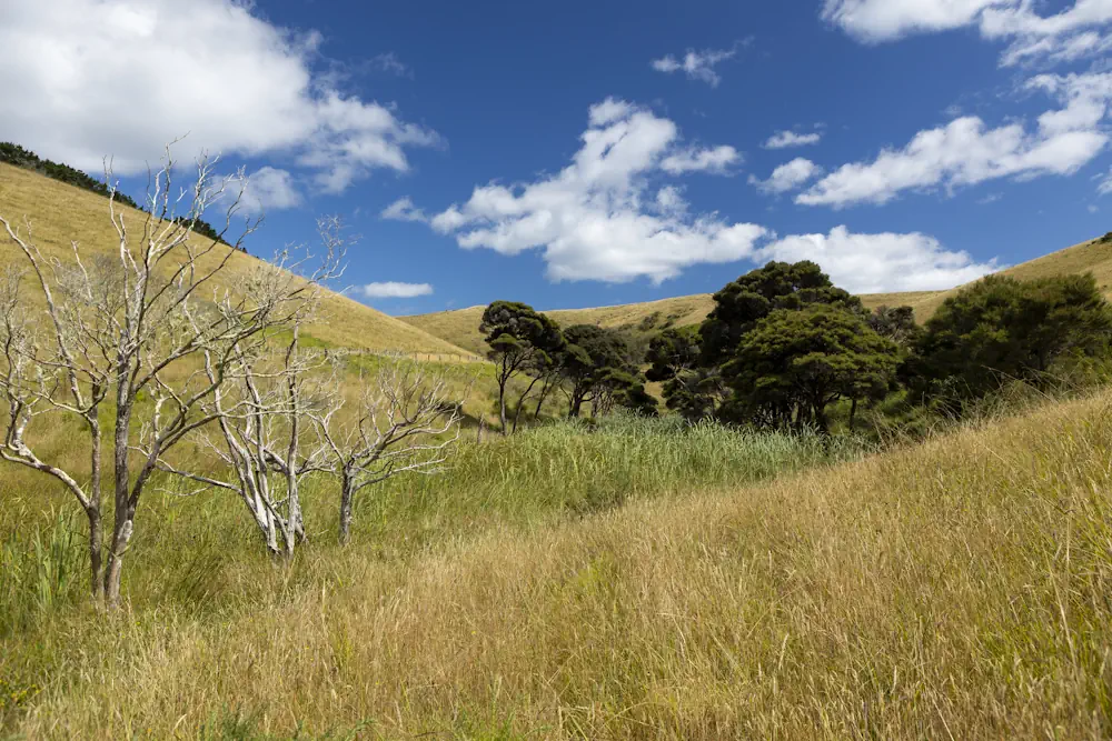 Lot 12 WaiKowhai-9846