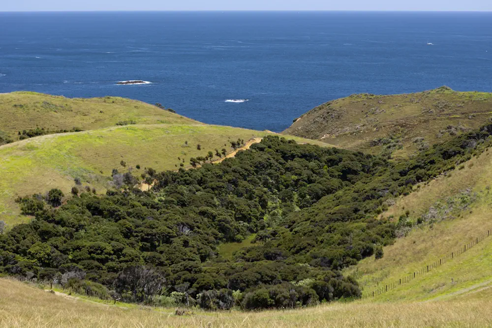 Lot 50 WaiKowhai-9860