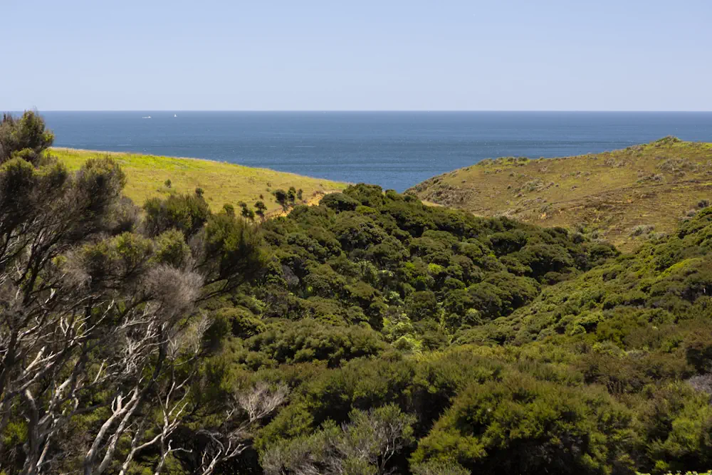 Lot 50 WaiKowhai-9881