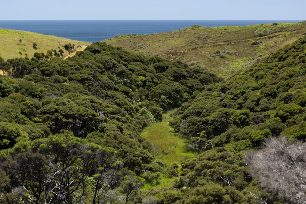 Lot 50 WaiKowhai-9882