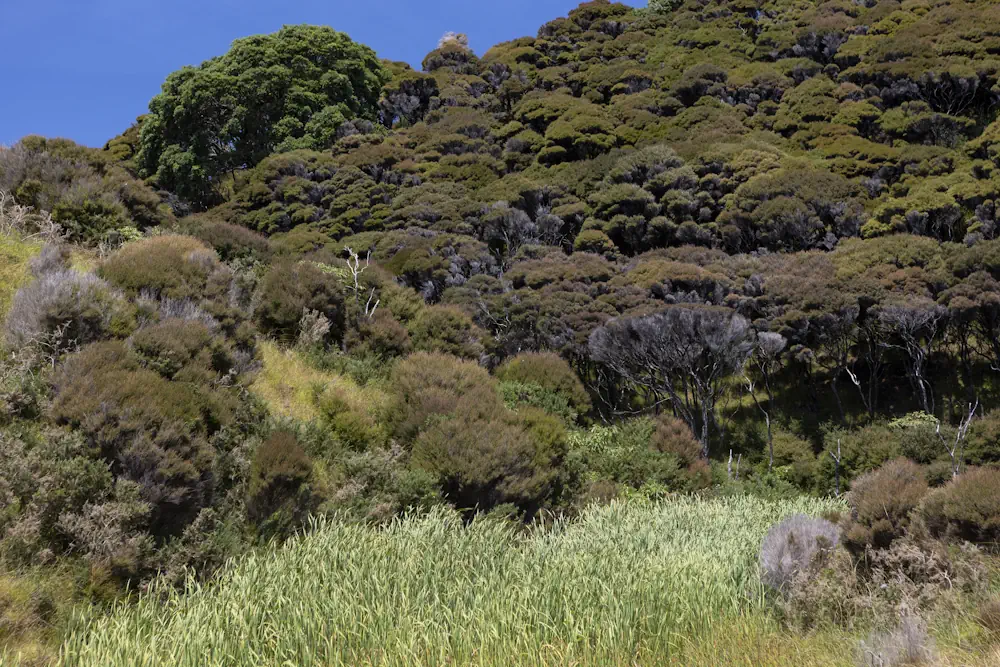 Lot 50 WaiKowhai-9884