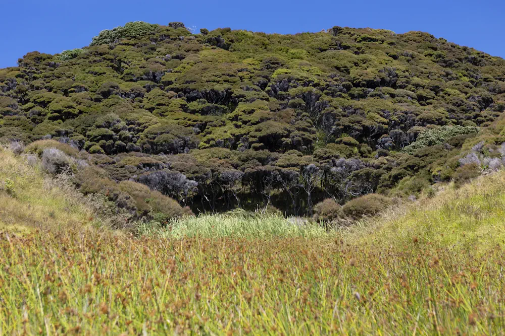 Lot 50 WaiKowhai-9889