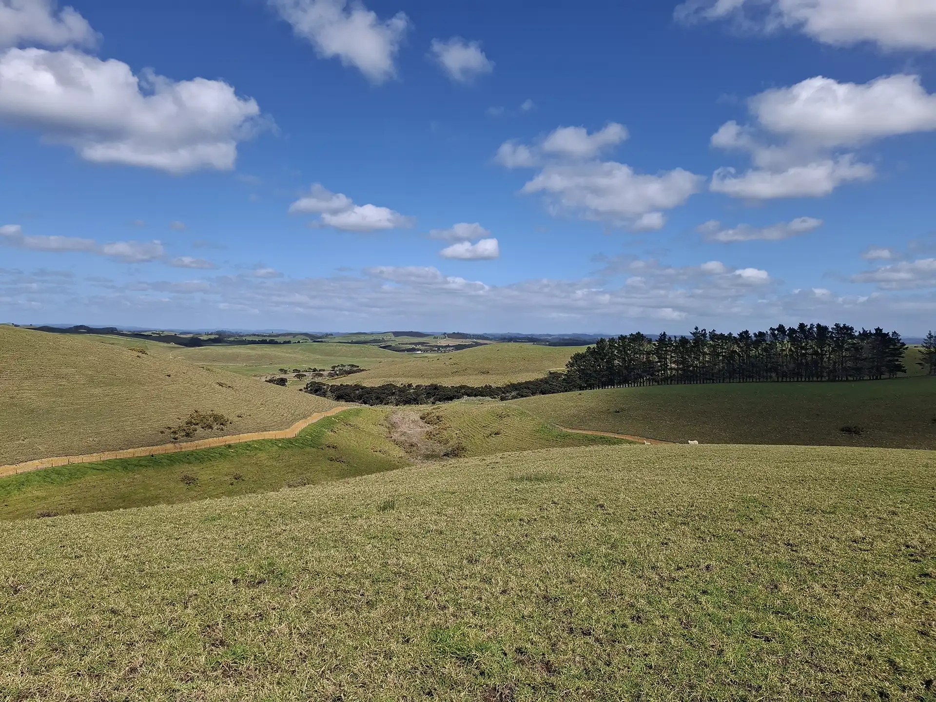 Wai Kōwhai Lot 10 -3