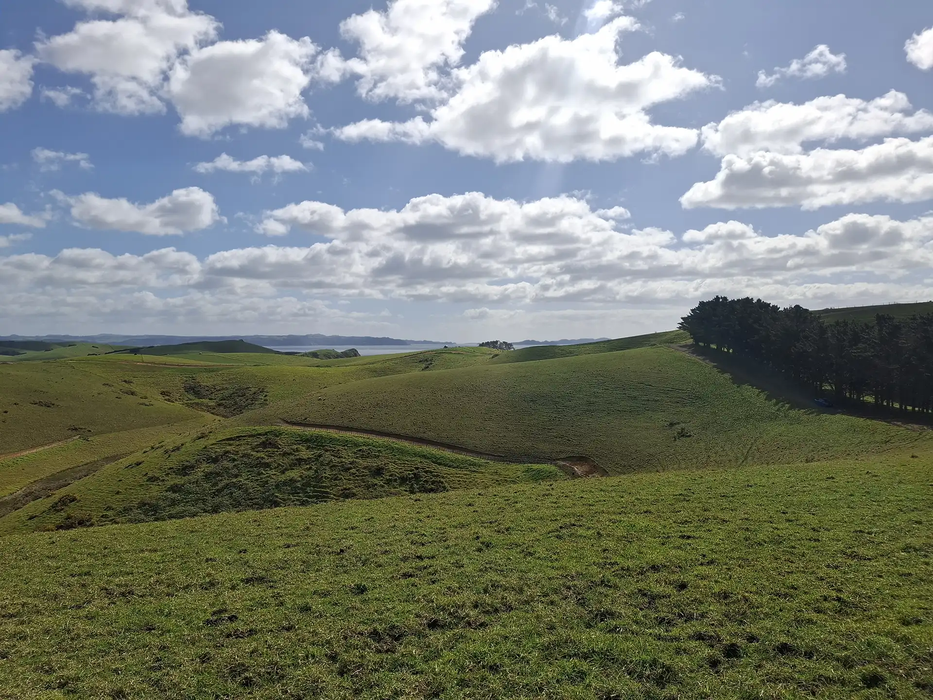 Wai Kōwhai Lot 11 -1