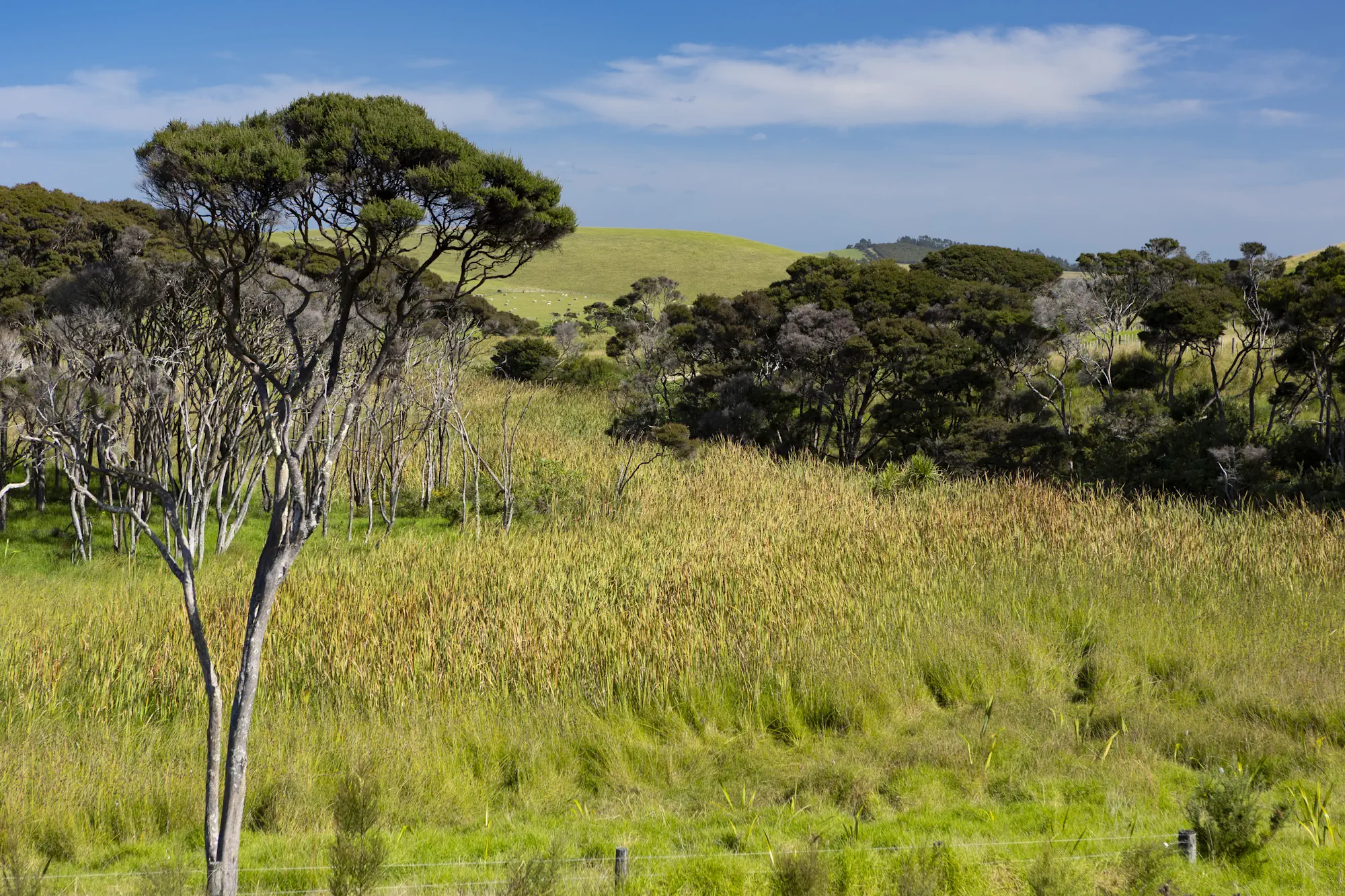Wai Kowhai Lot 11-1952