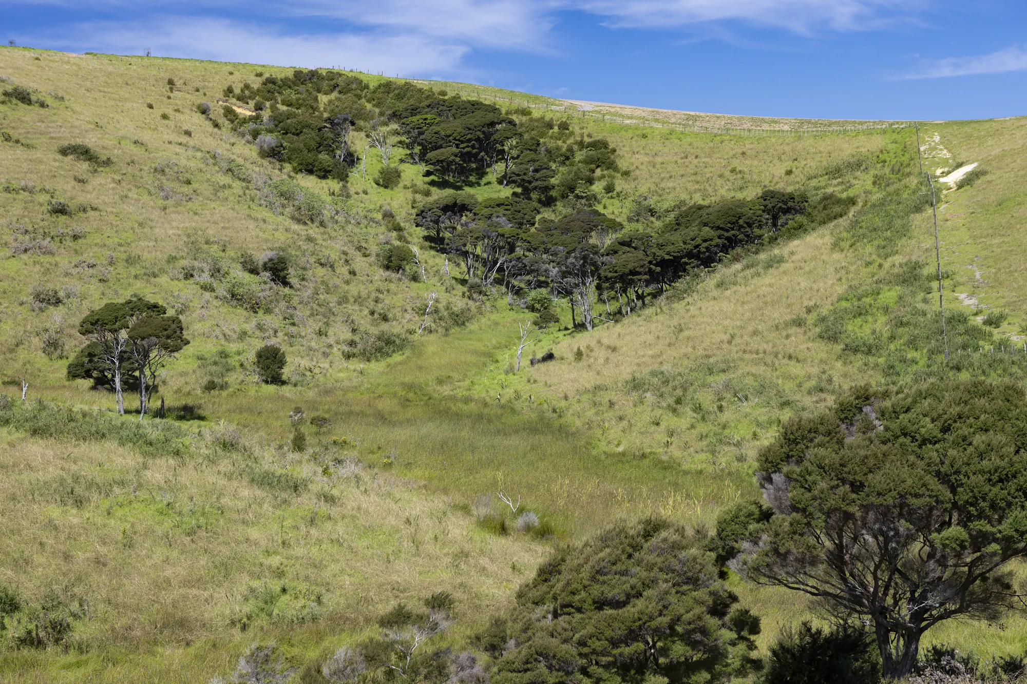 Wai Kowhai Lot 13-1937