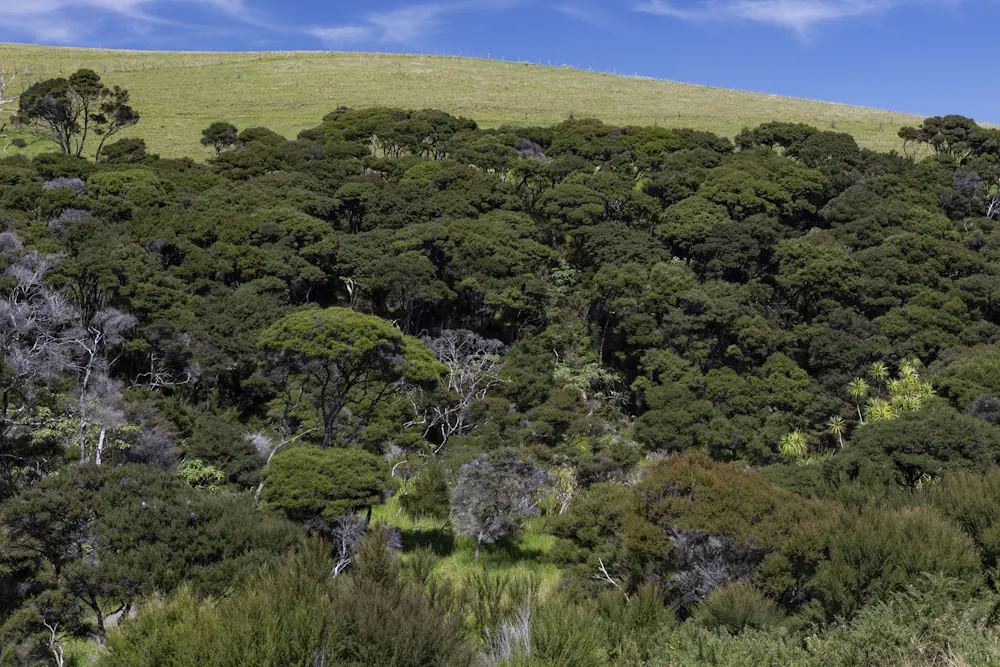 Wai Kowhai Lot 14-1916