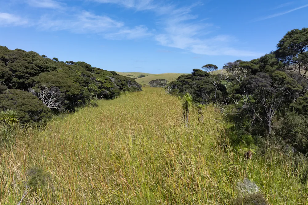 Wai Kowhai Lot 15-0689