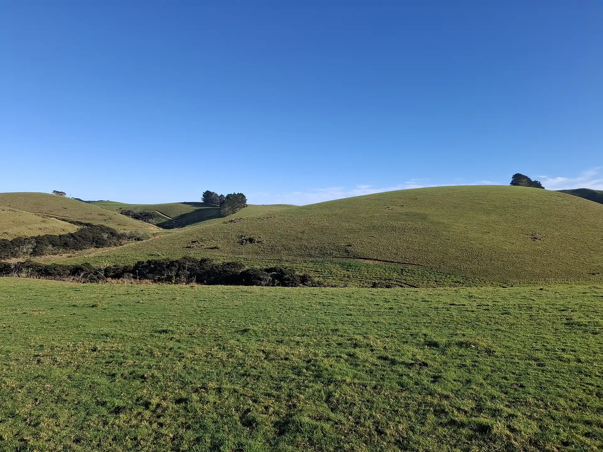 Wai Kōwhai Lot 15 -1