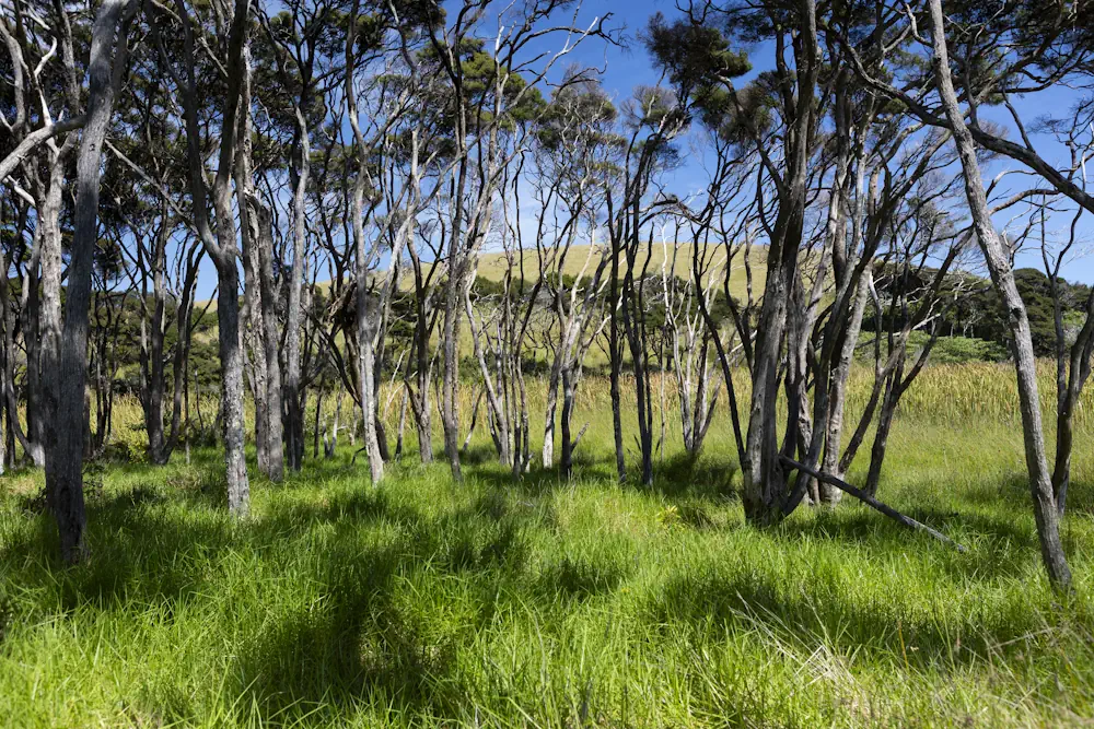 Wai Kowhai Lot 15-1882
