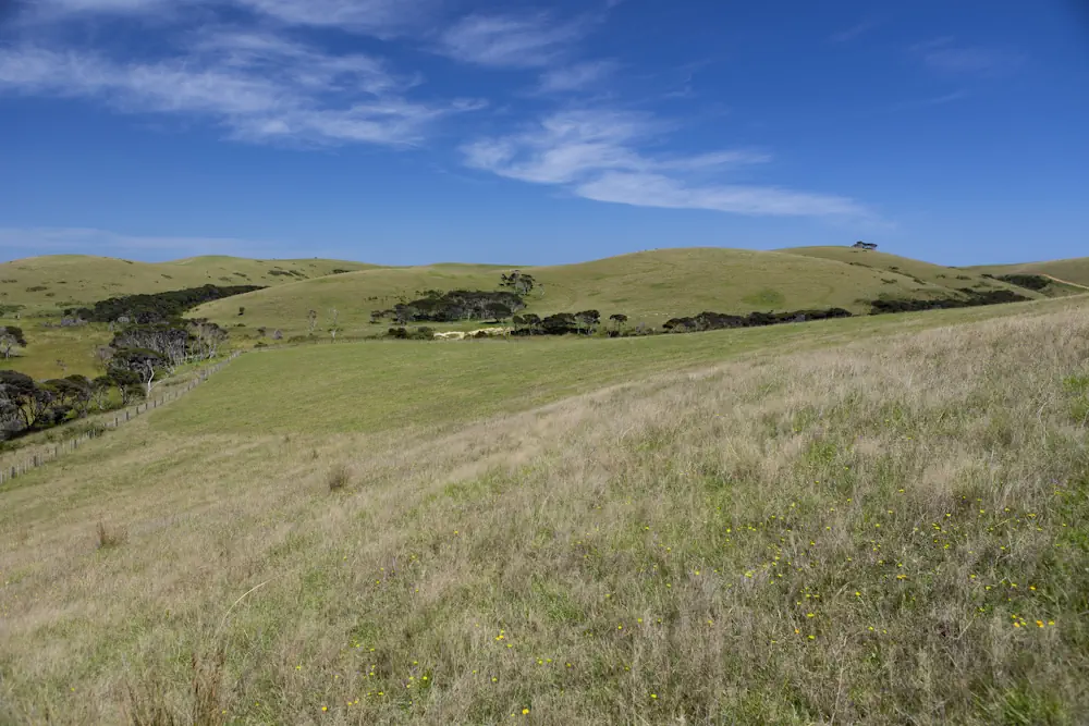 Wai Kowhai Lot 15-1887
