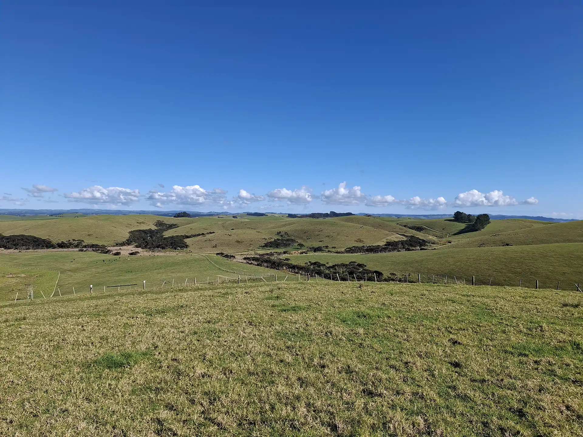 Wai Kōwhai Lot 16 -4