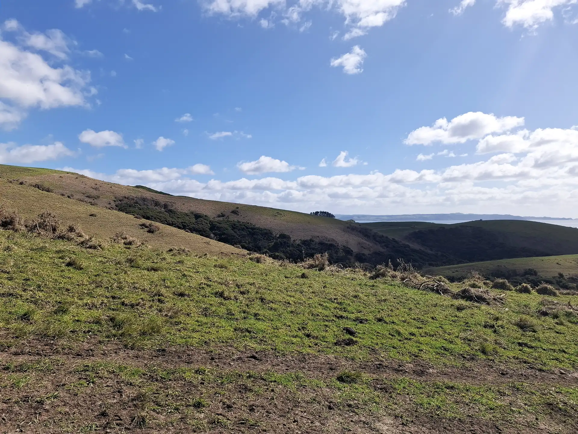 Wai Kōwhai Lot 50 -1