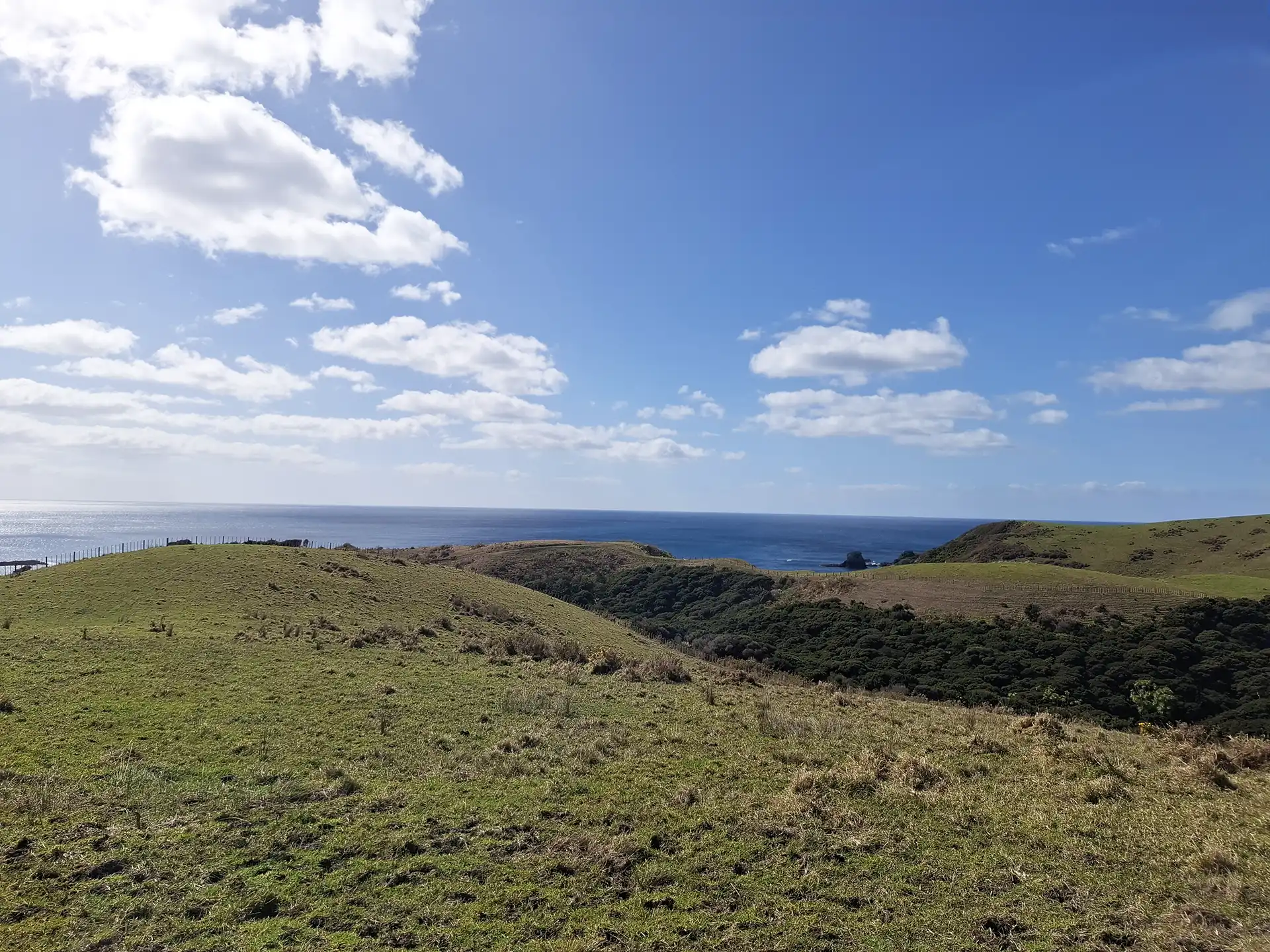 Wai Kōwhai Lot 50 -3