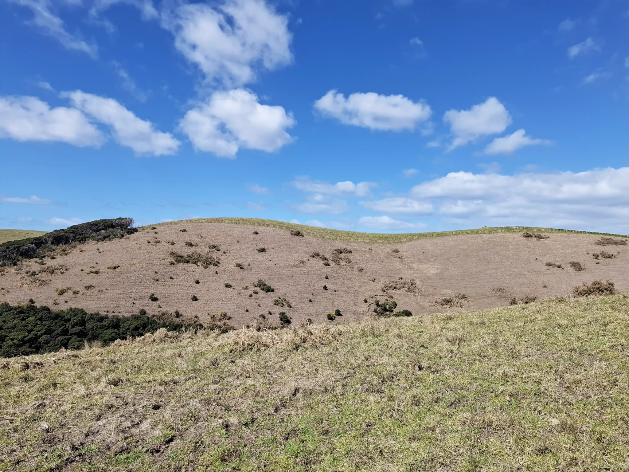 Wai Kōwhai Lot 50 -4