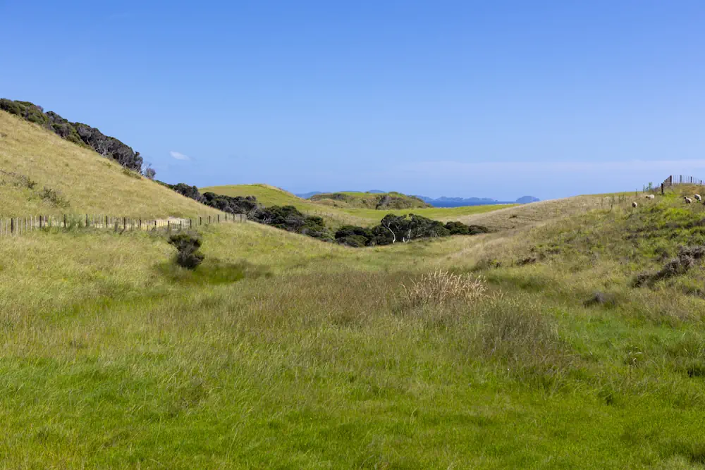 Wai Kowhai Lot 51-1963