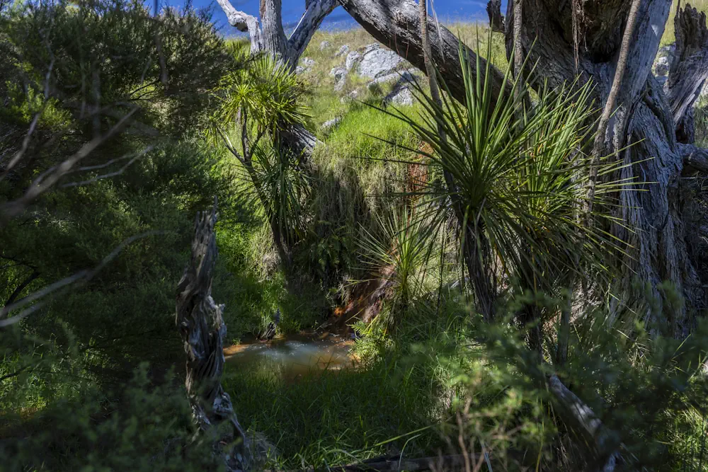 Wai Kowhai Lot 51-1987-HDR