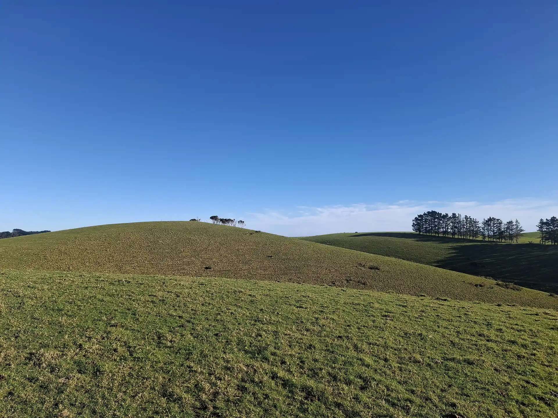 Wai Kōwhai Lot 7 -1